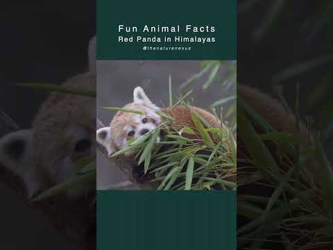 Red Pandas - Elusive Himalayan Creatures | Fun Animal Facts FAF