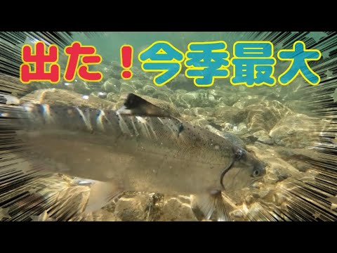 本流アメゴ(アマゴ)  出た！今季最大尺超えアメゴ！