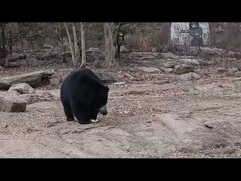 Six Bears in one sight:A Rear Encounter!