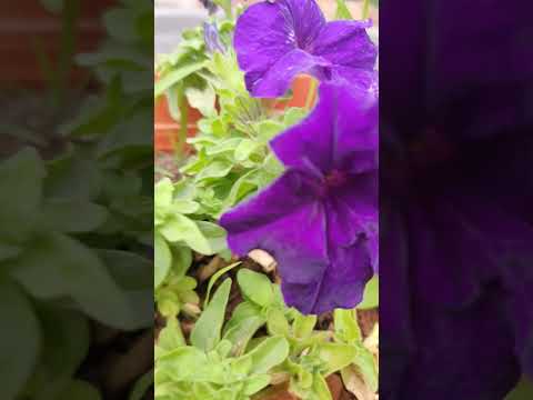 Petunia fertilizer details | #youtube #short #petunia