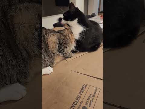 Cats Fighting Over Who Gets The Box Part 1 #Shorts