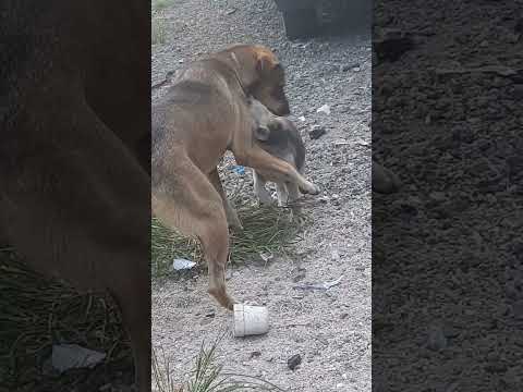 Leyla playing with Fiona #puppy #animals #cute