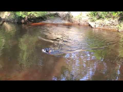 How To Wash Your Plums In A River