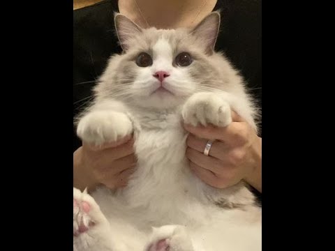 立志当猫界舞王 #猫猫卖艺 #一学就会系列 #越南鼓卡点舞