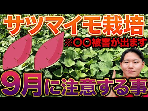 【あの害虫が出ます】サツマイモ栽培終盤の今！気をつけて欲しい事３つ