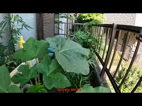 Growing vegetable in tiny space