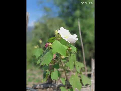 #music #flowers #nature