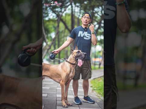 台中北區 w/ 黑老闆&黑嘴🐶Taiwan Taichung Streetphotography #模仿 #雷育承 #狗 #街頭攝影 #streetphotography