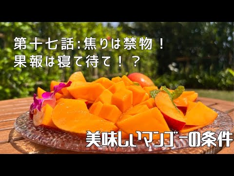 【第十七話：焦りは禁物！果報は寝て待て！？】〜美味しいマンゴーの条件〜