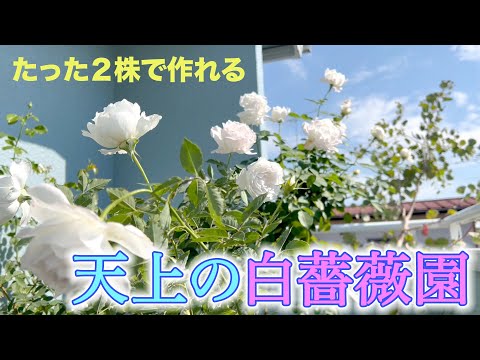 【秋薔薇３】たったの２株で作る、極上の天上白薔薇園。＆オススメの白バラ鑑賞方法。