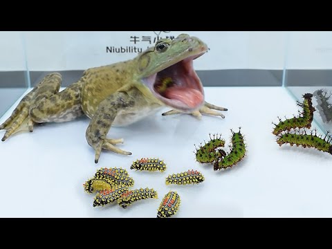 Bullfrogs challenge Limacodidae and large venomous insects, it's amazing......美洲牛蛙挑战毛辣子和洋辣子，就这么没了...