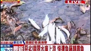 中天新聞》惡劣！翡翠水庫上游 慘遭魚藤精毒魚