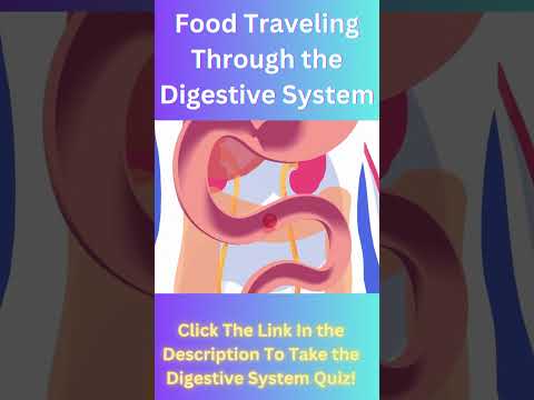 How Food Travels Through the Digestive System | Anatomy & Physiology