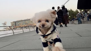 犬目線のお散歩動画in横浜【トイプードル】