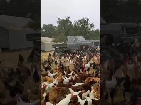 free-land chicken farm #shorts #freelandchicken #chicken