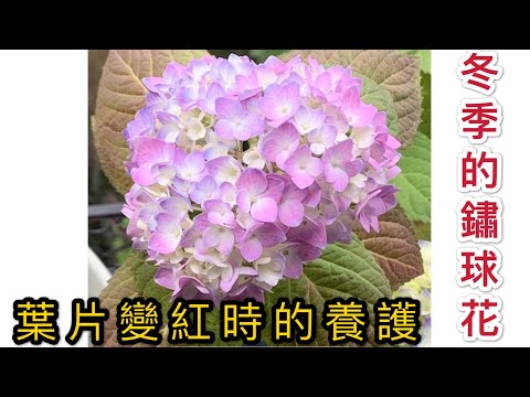 【天天小花農】冬季時的鏽球花，葉片變紅的原因及如何養護