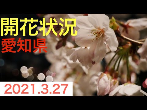 愛知県　開花状況 (2021.3.27) 夜桜散歩