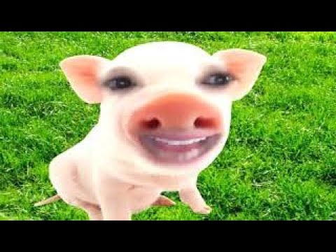 The Meaning of Love -- by Dr. Pig The Psychiatrist (Dr. Pig Episode #5)