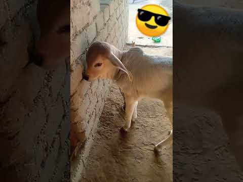 My trending calf and dunde ka dil song #shorts #youtubeshorts #short #calf #animal #cowbaby #viral