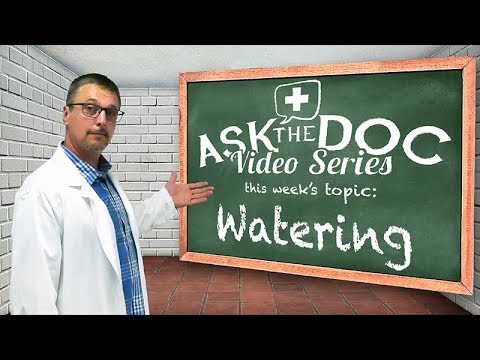 Best way to Water Plants Successfully: Ask the Doc - How often to water what time to water overwater