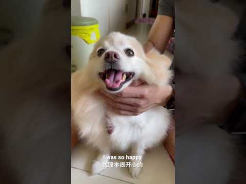 Why You Bring Me To Vet? | 你为什么带我去看医生? #shorts