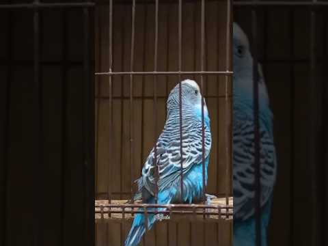 বাজরিগার পাখি ! budgerigar bird ! Breeding pair ! happy bird 🕊️#pets #youtubeshorts #trending #birds