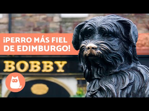 El PERRO que estuvo 14 AÑOS en la TUMBA de su DUEÑO 🐶 (Bobby)