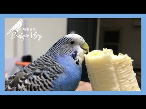 03｜鸚鵡吃播｜啾啾吃香蕉🍌｜虎皮鸚鵡 Budgie セキセイインコ【啾啾鳥日常】