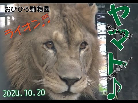 おびひろ動物園　今日は良い天気だねヤマト♬2024年10月20日♬