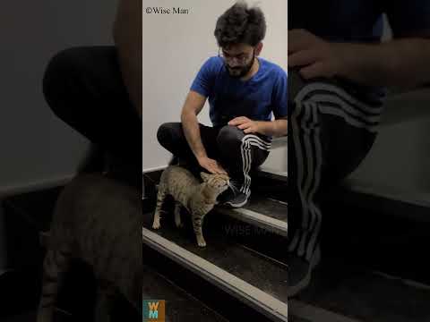 Wild Cat in Dubai Are So Lovable #dubai #youtubeshorts #cats #pets