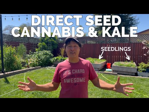 Grow More with Less Work: Direct Seeding Kale & Cannabis Together