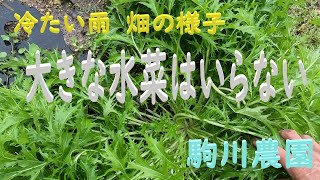 冷たい雨畑の様子　大きな水菜はいらない　駒川農園　24.11.30