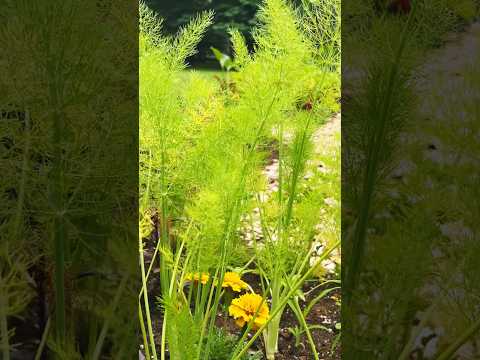 Dill leaves 🍃 #shortsfeed #shortsviral #trending #nature