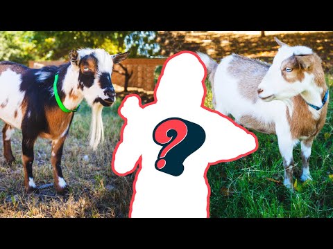 Winnie & Winston…MEET your new mom! (miniature goat farm)