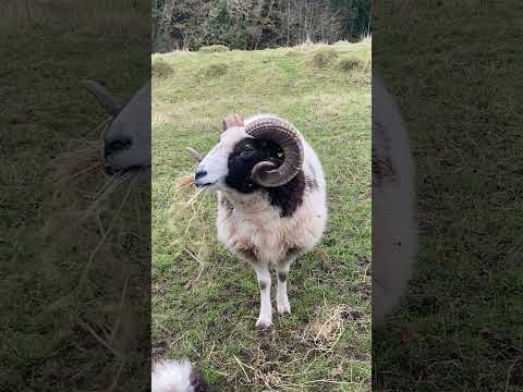 Shaun 🐏 enjoying his hay 😊 #farming #sheep #shaunthesheep