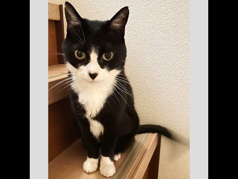 ウチの猫がガンになりました（2）2センチのシコリが肺に転移！そして大学病院で内視鏡検査を…