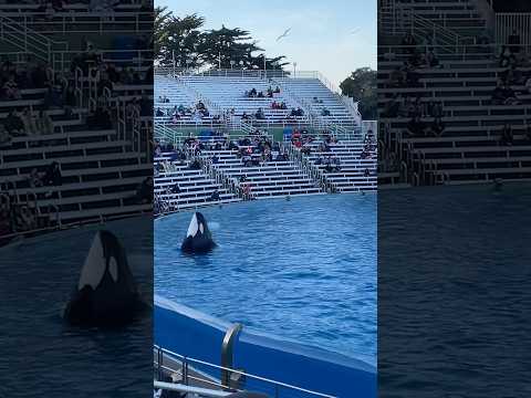 🐳 Orca Encounter | SeaWorld San Diego #shorts