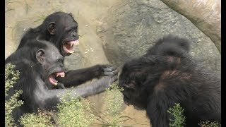 Chimpanzee fight　チンパンジーのけんか