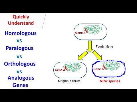 Homologous, Orthologous, paralogous, Analogous genes.