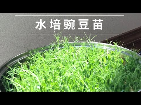 How to Grow Green Pea Shoots 🌱 | 水培豌豆苗的方法🌱种一次收三次🌱比买的嫩🌱