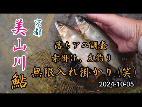 2024-10-05 京都美山川 落ちアユ調査 素掛け 友釣り 無限入れ掛かり！