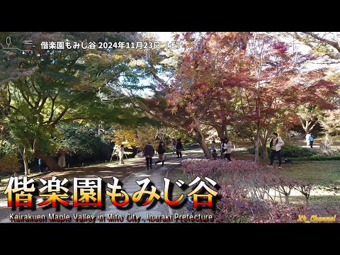 A little bit of autumn leaves! Kairakuen Momiji Valley Saturday, November 23, 2024