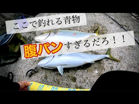 【泳がせ釣り】カマスで腹パン青物！！