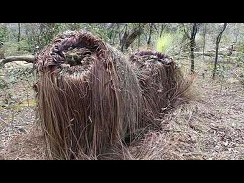 这种叫“食羊树”的植物，可以自己抓羊吃，牧民一旦发现立马焚毁