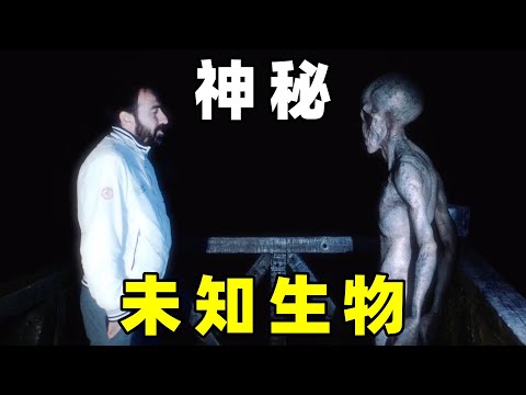 奇闻异事篇，网友目击到神秘生物，它们是什么