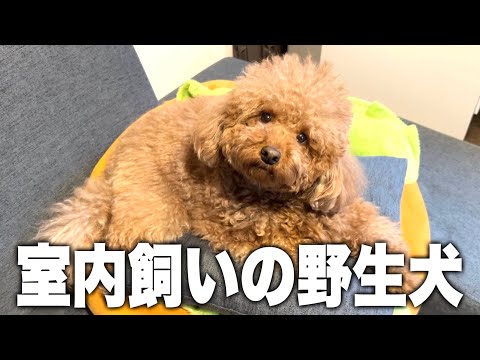 犬を飼う理想が一瞬にして壊れそうな動画