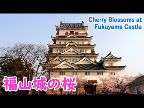 Cherry Blossoms at Fukuyama Castle with Relaxing Music ( Hiroshima ) / Spectacular Views of Japan