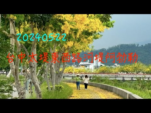 萬ㄟeye台灣20240522台中太堤東西路河堤阿勃勒 /頭汴坑溪畔  4K