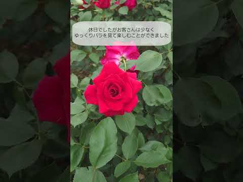 今の季節にお花見に行くならこれ！