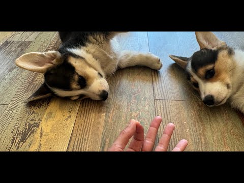 ★★★★★ Purina ONE Plus Healthy Puppy Formula Review - Corgi Puppy Dog Taste Test